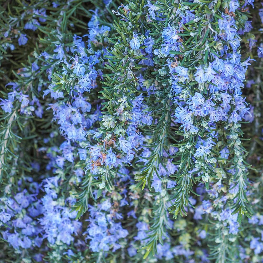 Creeping Rosemary - Image 5