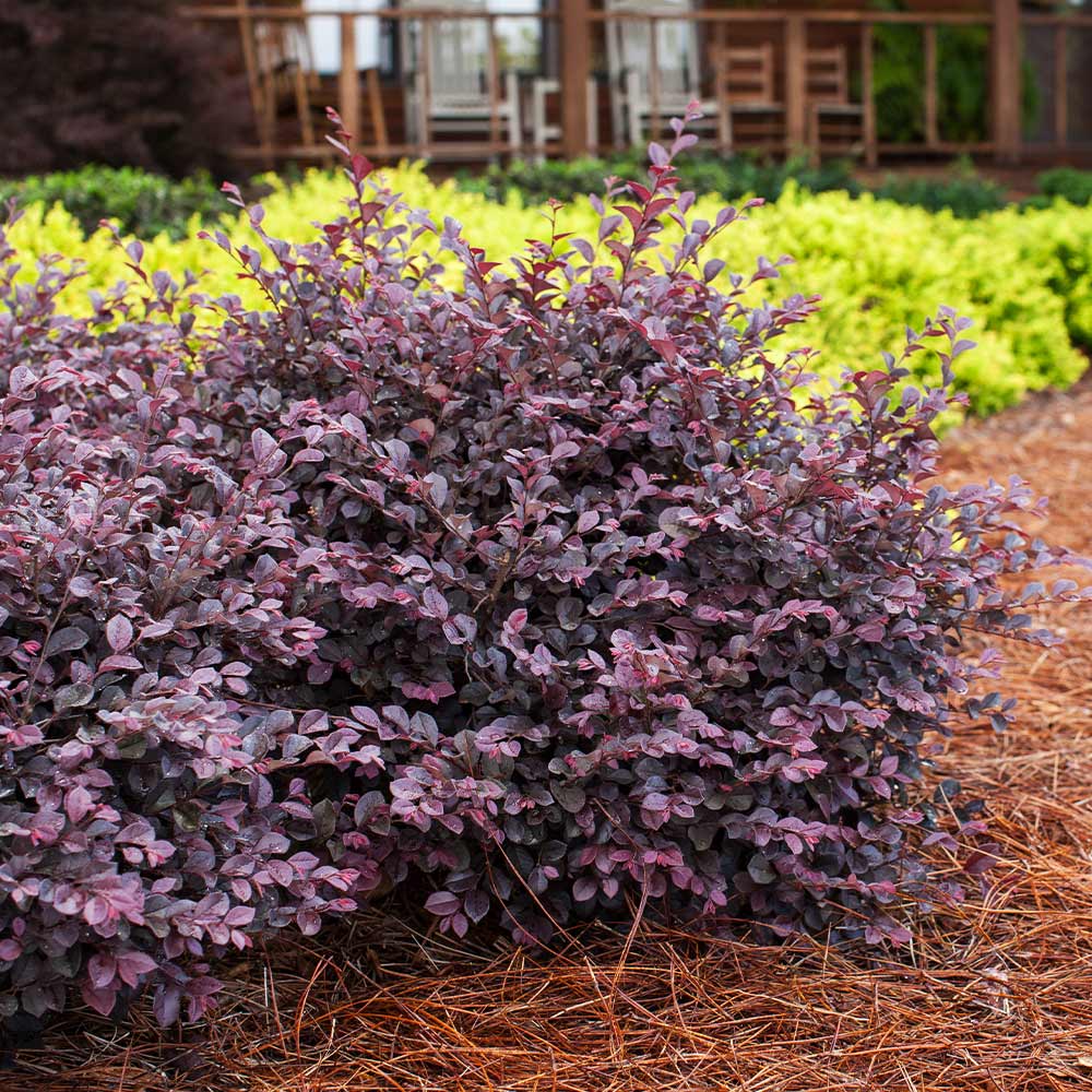 Crimson Fire™ Loropetalum Shrub - Image 2