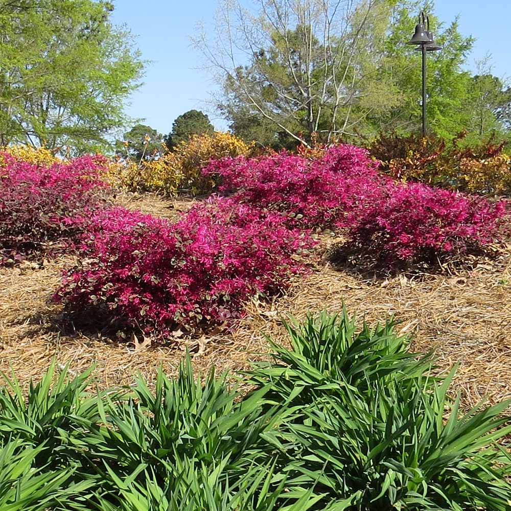 Crimson Fire™ Loropetalum Shrub - Image 3