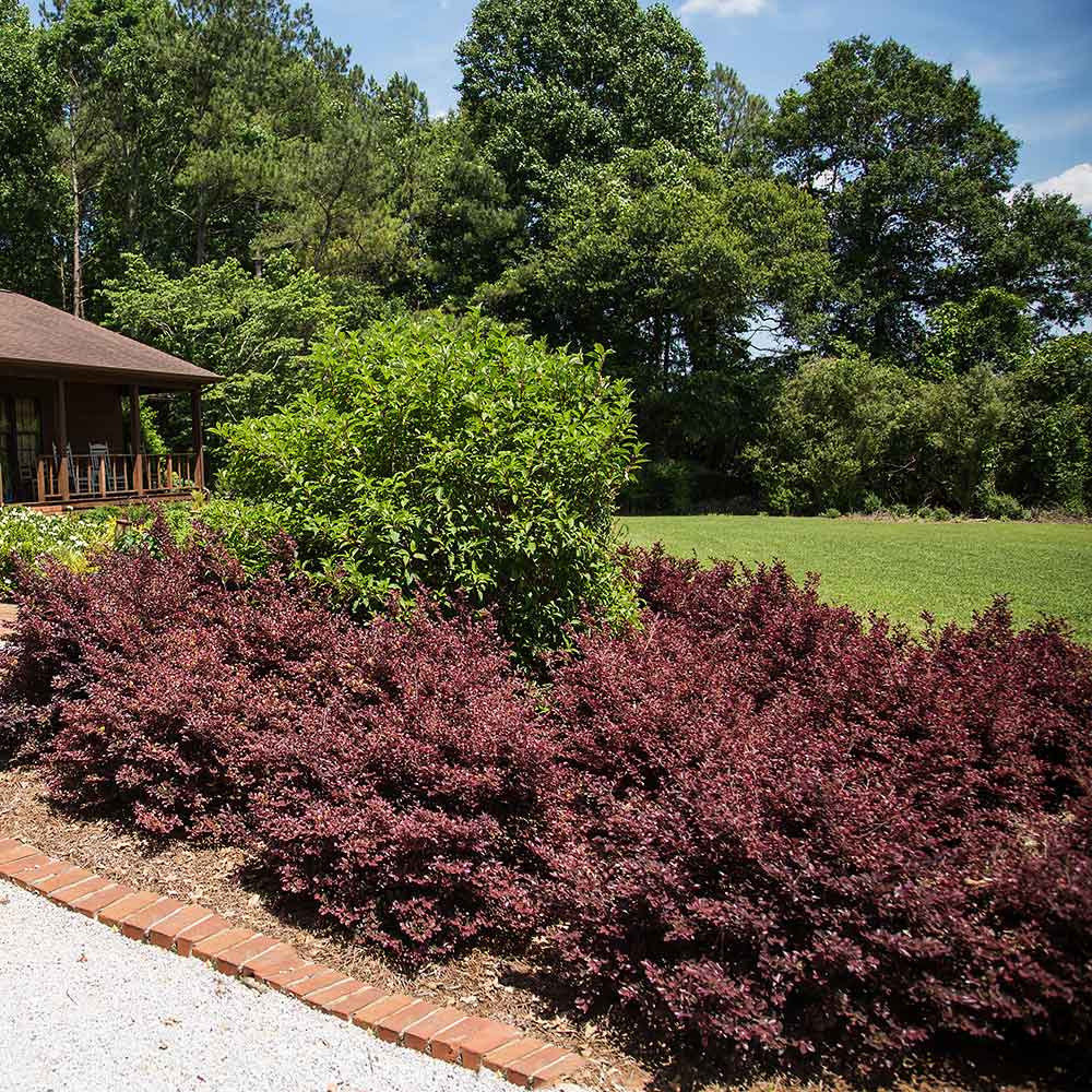 Crimson Fire™ Loropetalum Shrub - Image 4