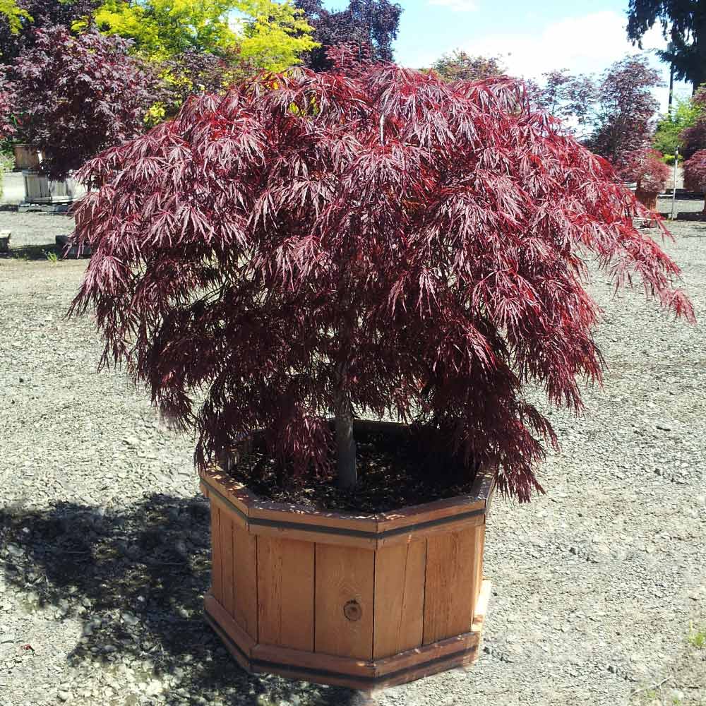 Crimson Queen Japanese Maple Tree - Image 2