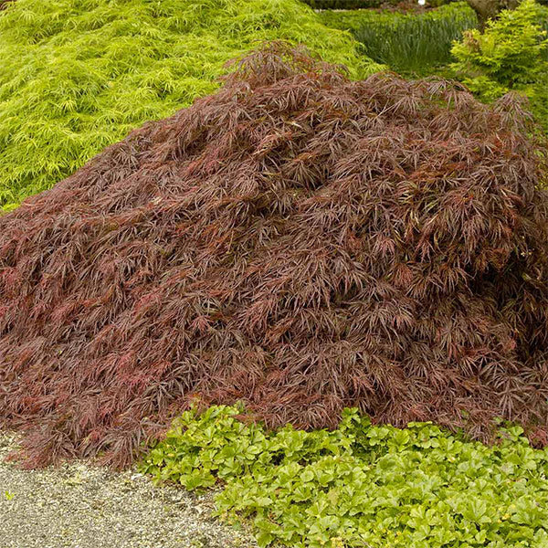 Crimson Queen Japanese Maple Tree - Image 3