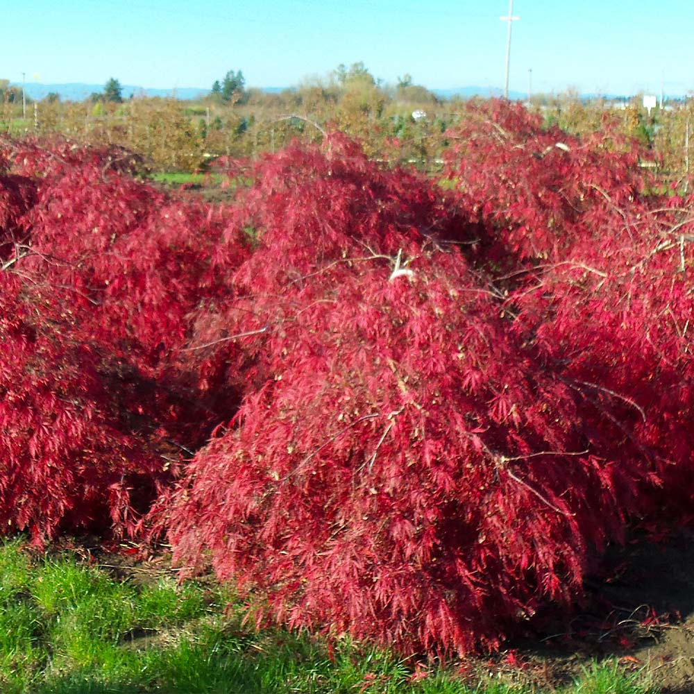 Crimson Queen Japanese Maple Tree - Image 4