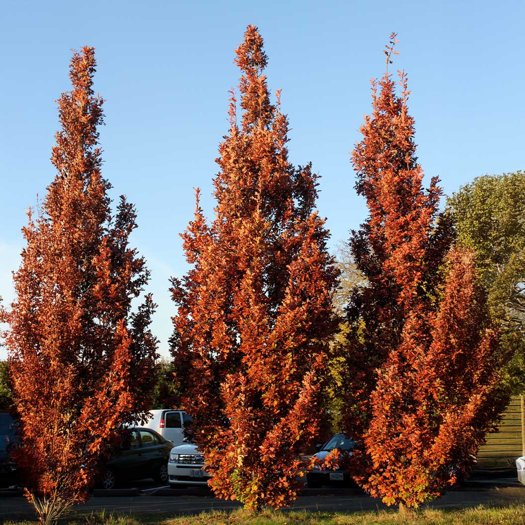 Crimson Spire™ Oak Tree - Image 2