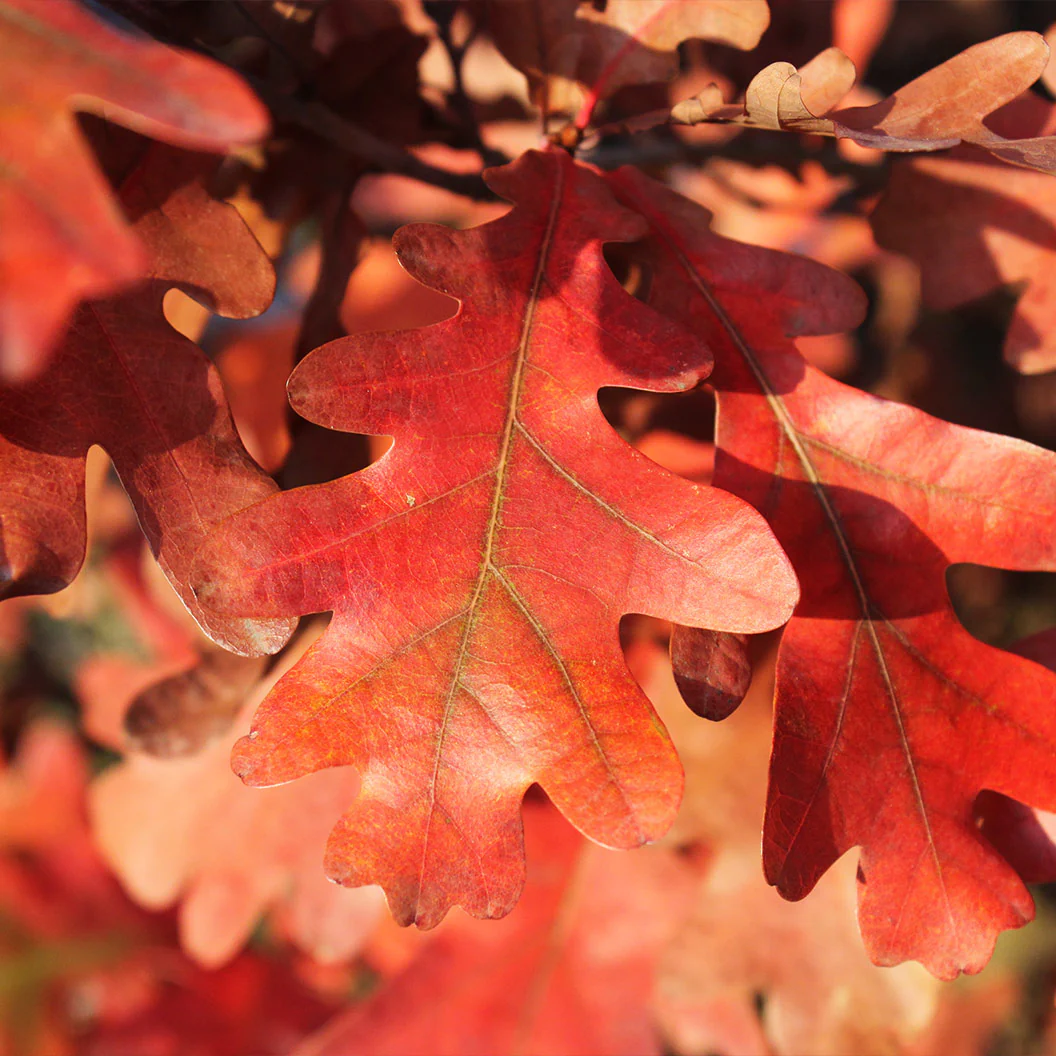Crimson Spire™ Oak Tree - Image 3