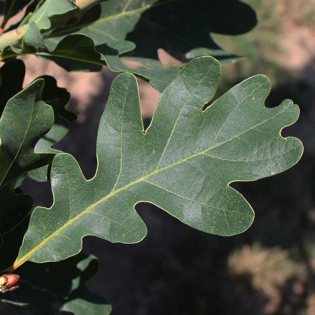 Crimson Spire™ Oak Tree - Image 4