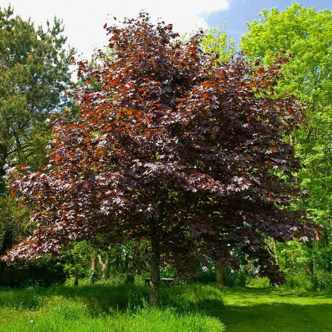 Crimson King Maple Tree - Image 3