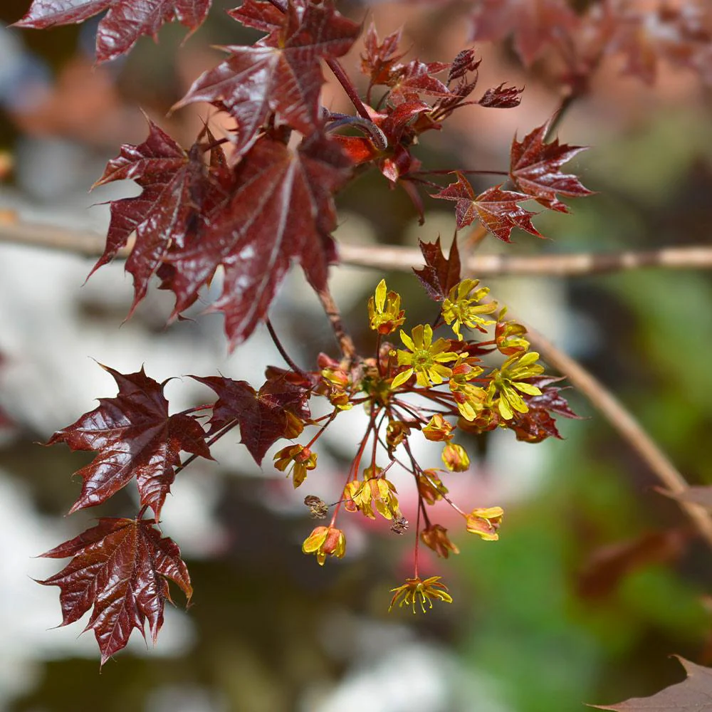 Crimson King Maple Tree - Image 4