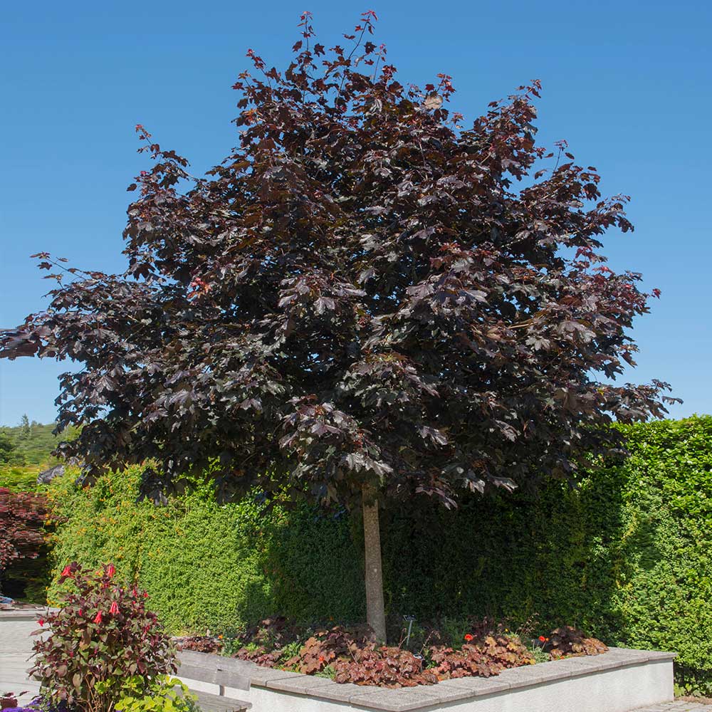 Crimson King Maple Tree - Image 5