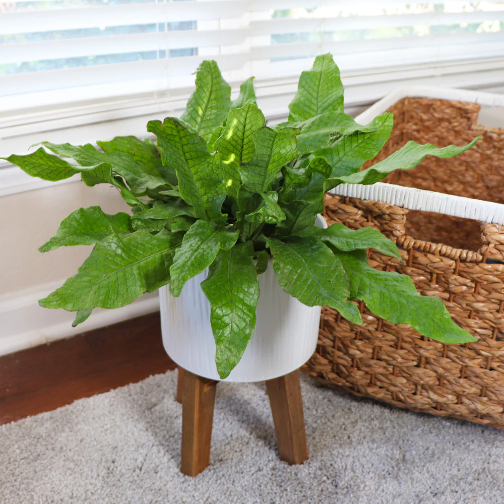 Crocodile Fern - Image 2