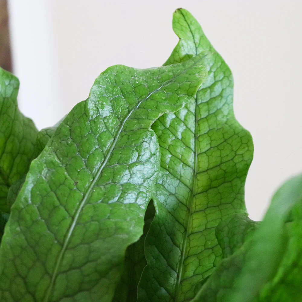 Crocodile Fern - Image 3