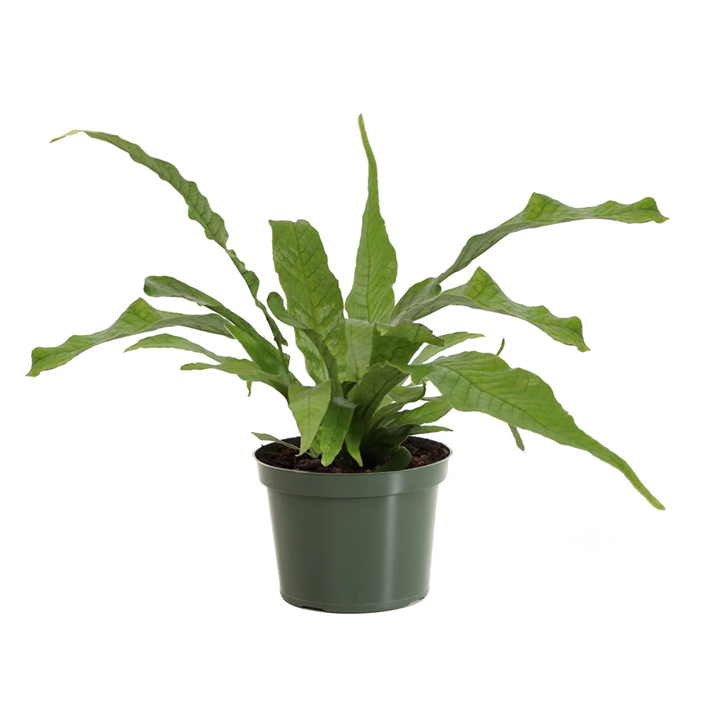 Crocodile Fern - Image 4