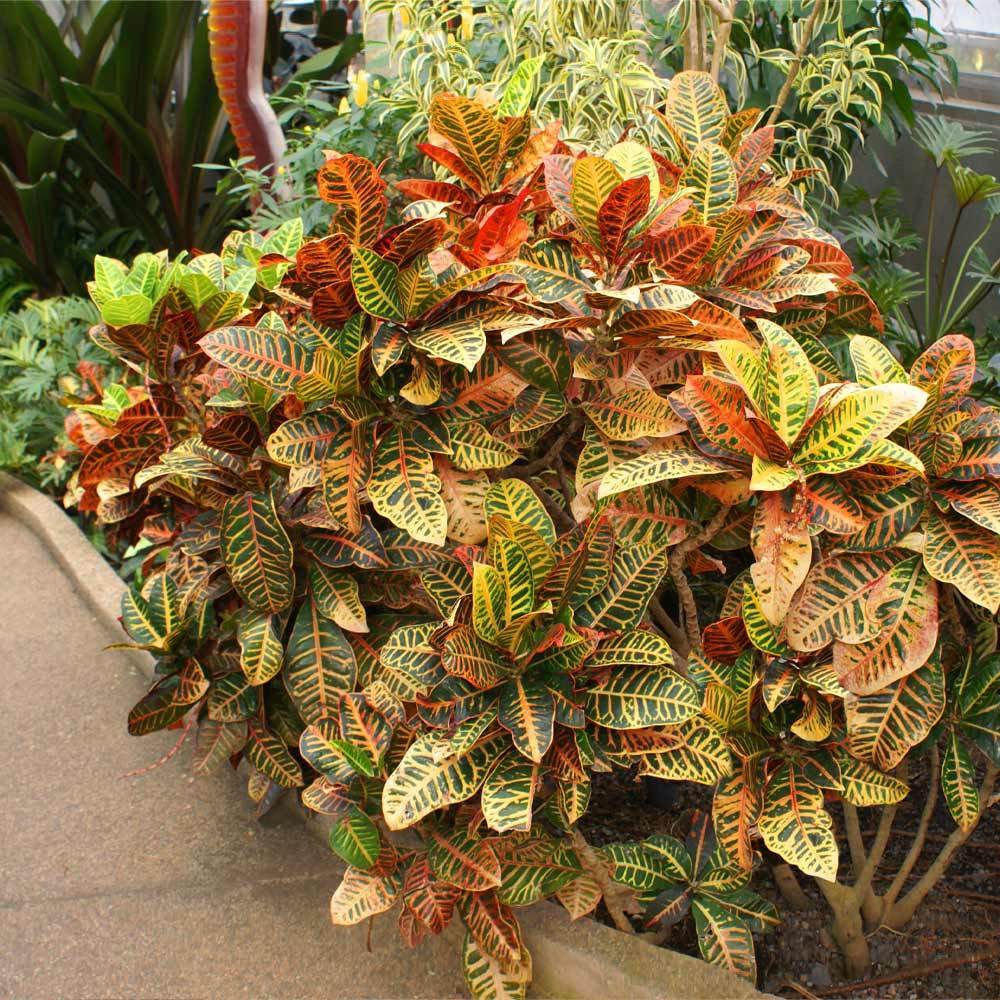 Croton 'Petra' Plant - Image 3