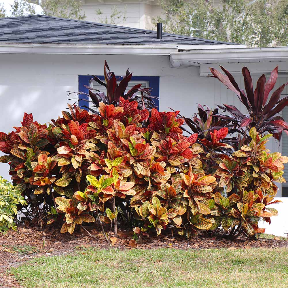 Croton 'Petra' Plant - Image 4