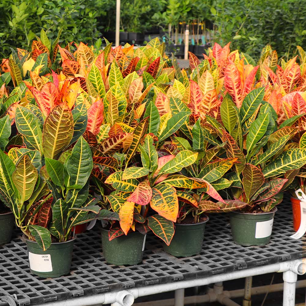 Croton 'Petra' Plant - Image 5