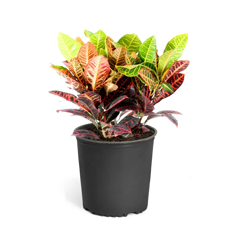 Croton 'Petra' Plant - Image 6