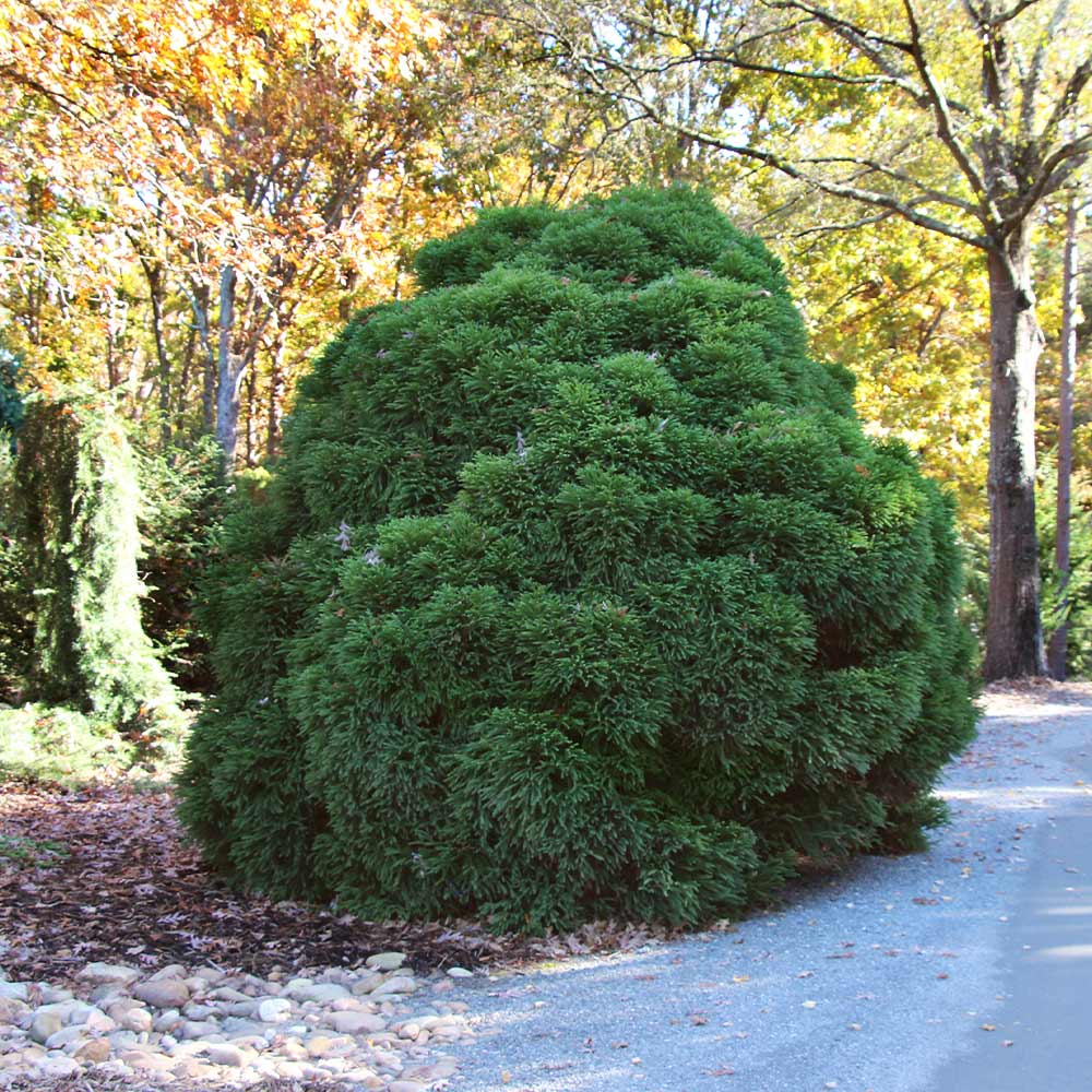 Cryptomeria 'Globosa Nana' Shrub - Image 3