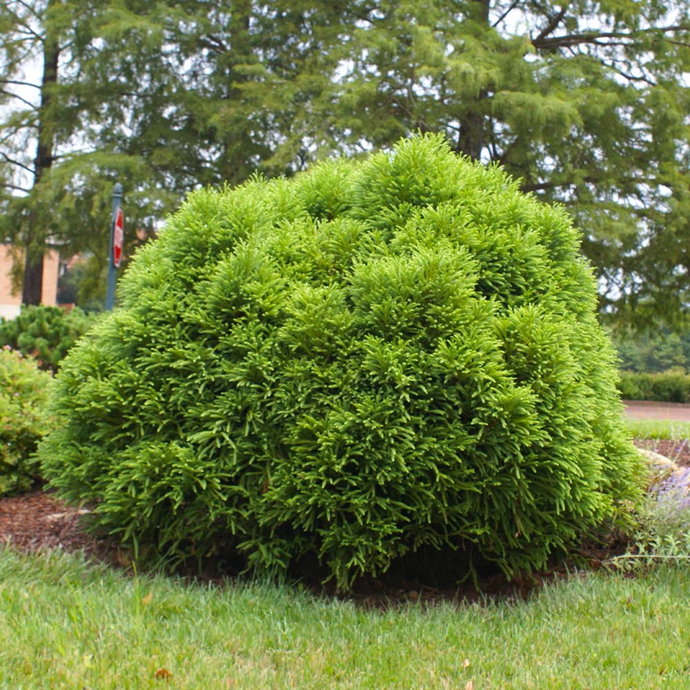 Cryptomeria 'Globosa Nana' Shrub - Image 5