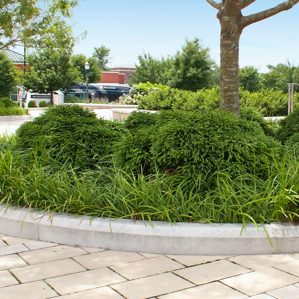 Cryptomeria 'Globosa Nana' Shrub - Image 6