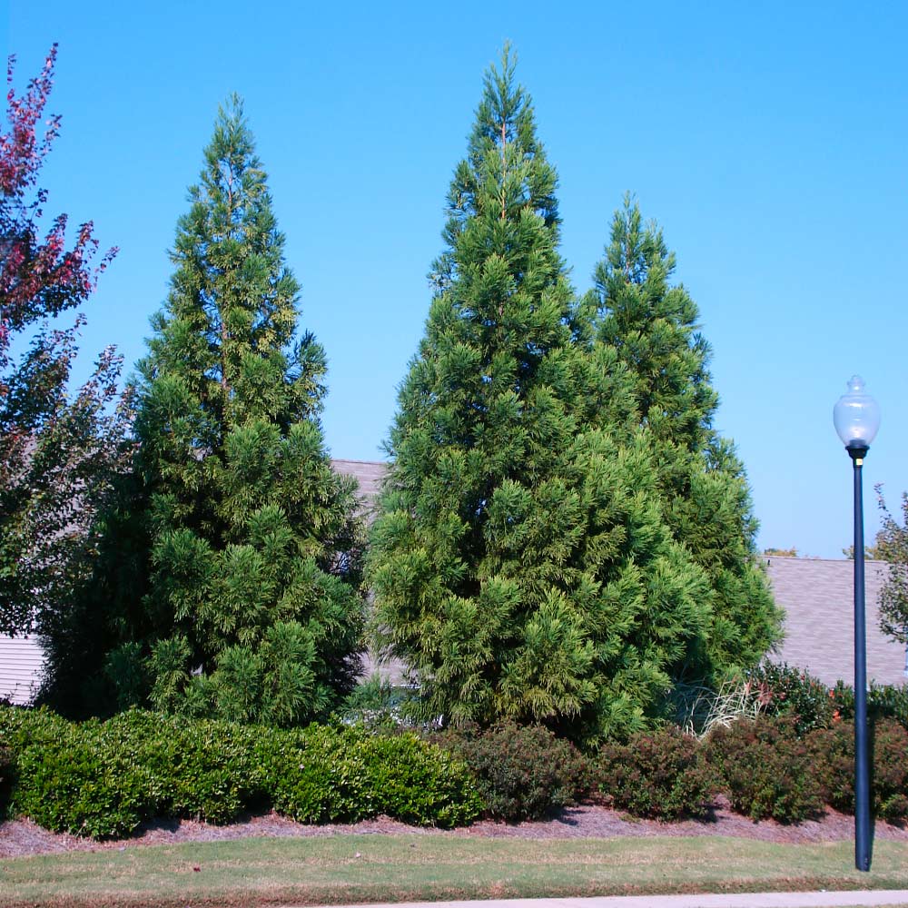 Cryptomeria Radicans Tree - Image 3