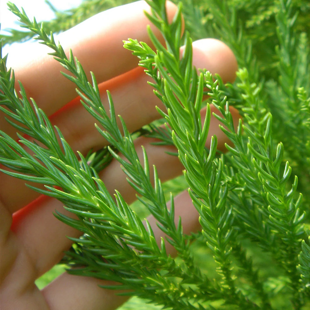 Cryptomeria Radicans Tree - Image 4