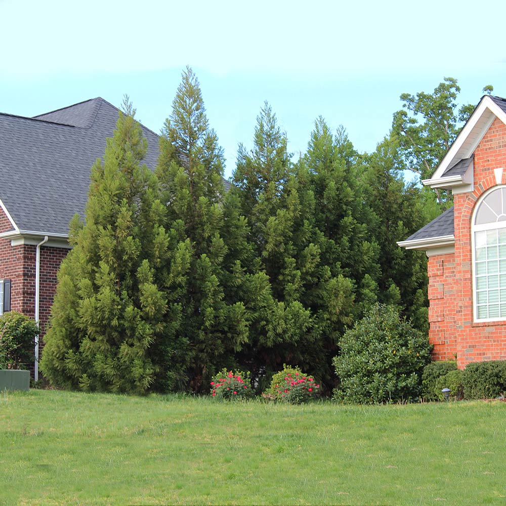 Cryptomeria Radicans Tree - Image 6