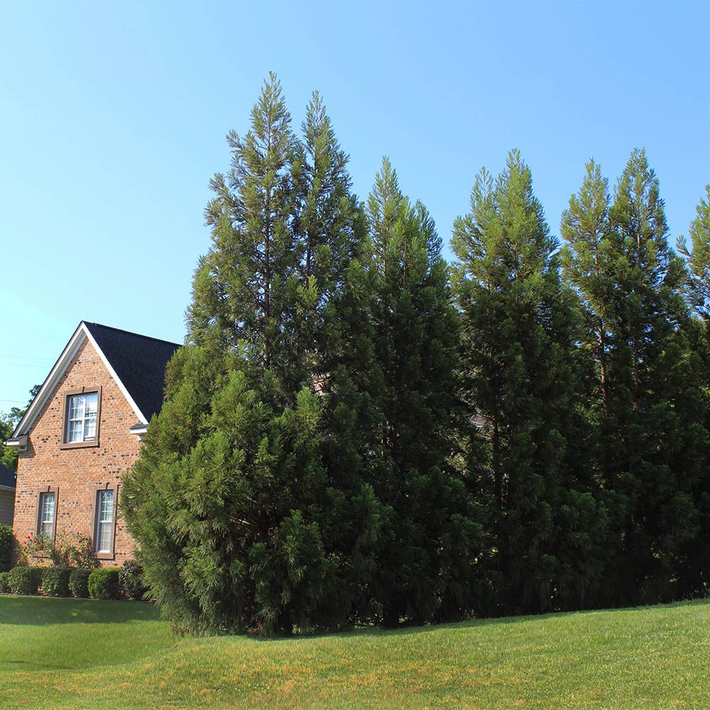 Cryptomeria Radicans Tree - Image 7