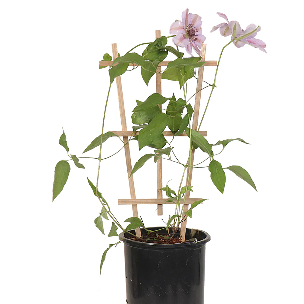 Cypress Wood Trellis - Image 3
