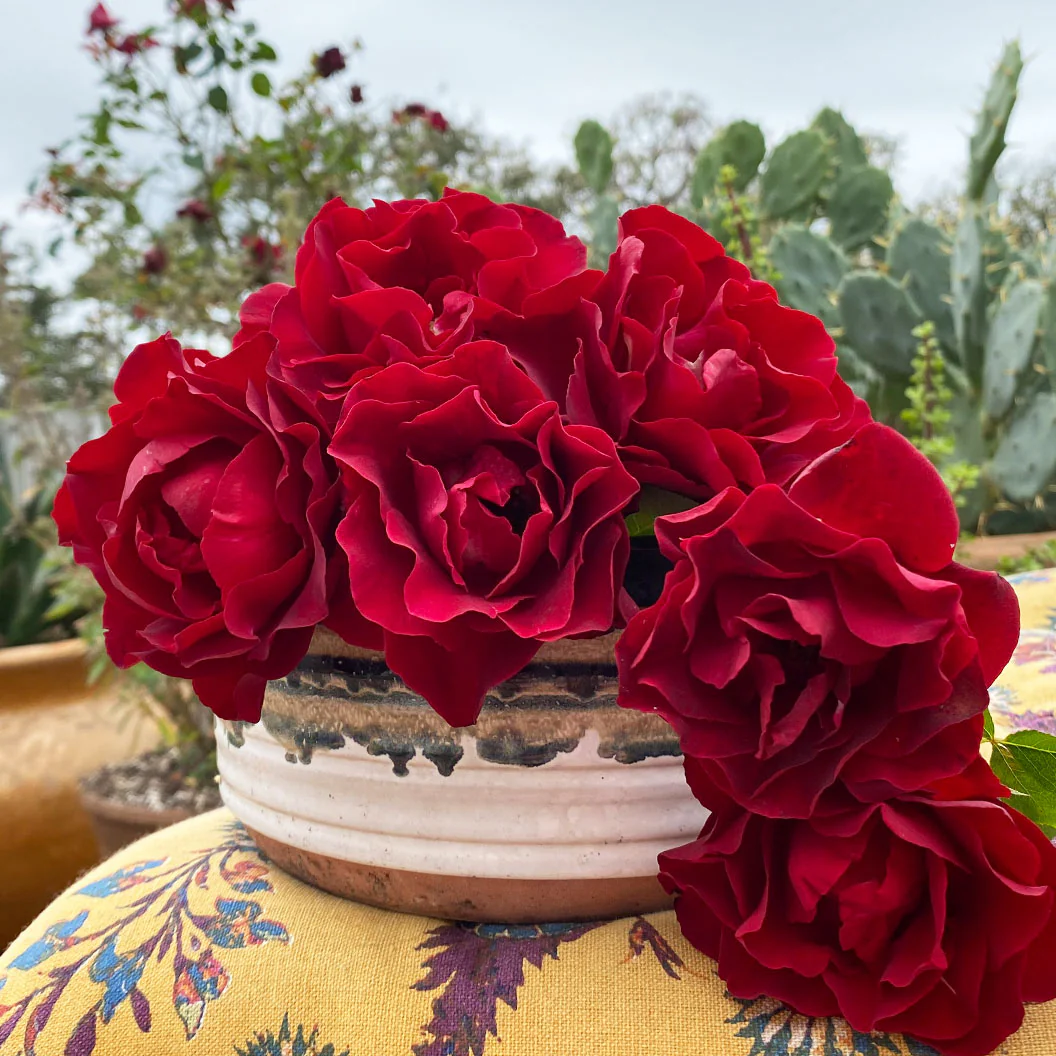 Dancing in the Dark® Rose Shrub - Image 10