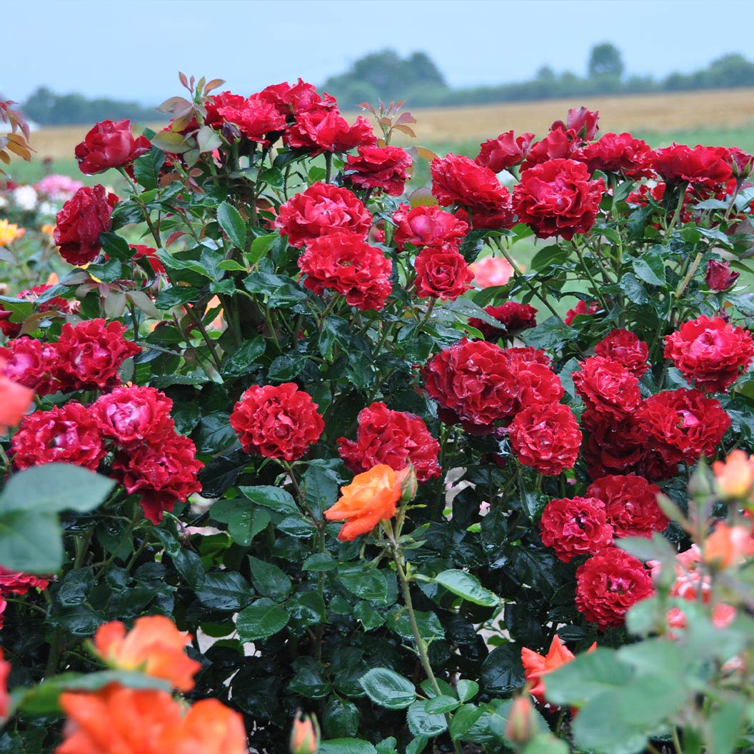 Dancing in the Dark® Rose Shrub - Image 11