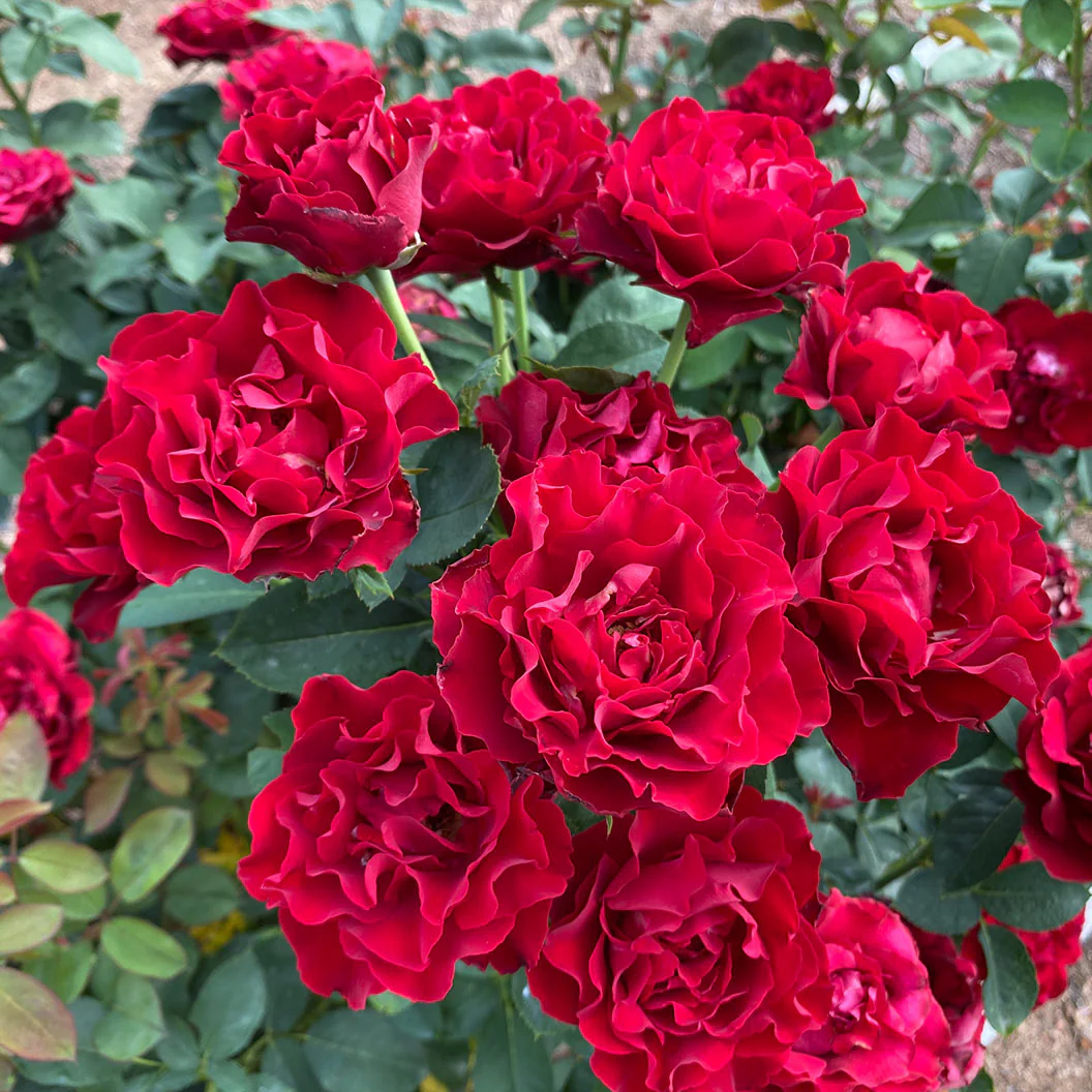 Dancing in the Dark® Rose Shrub - Image 2
