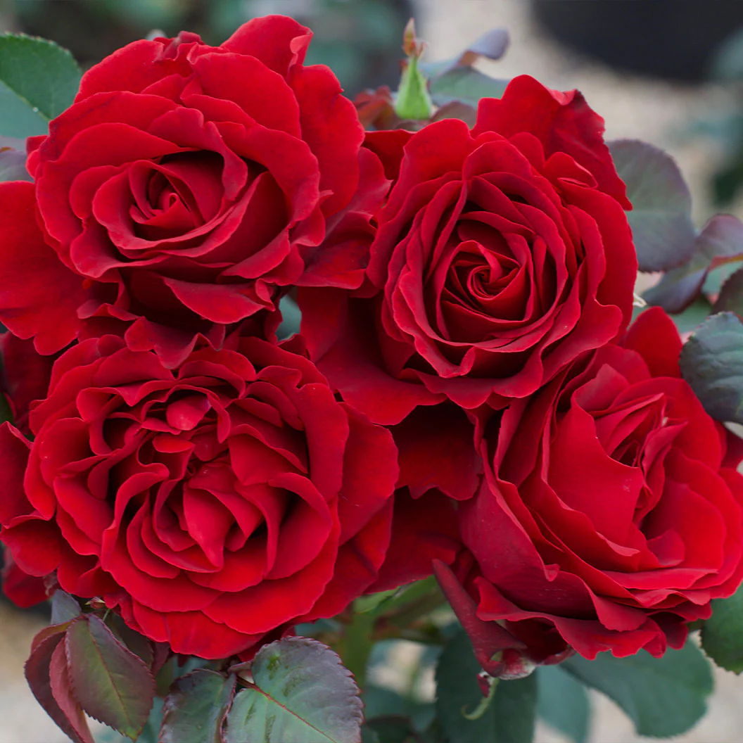 Dancing in the Dark® Rose Shrub - Image 3