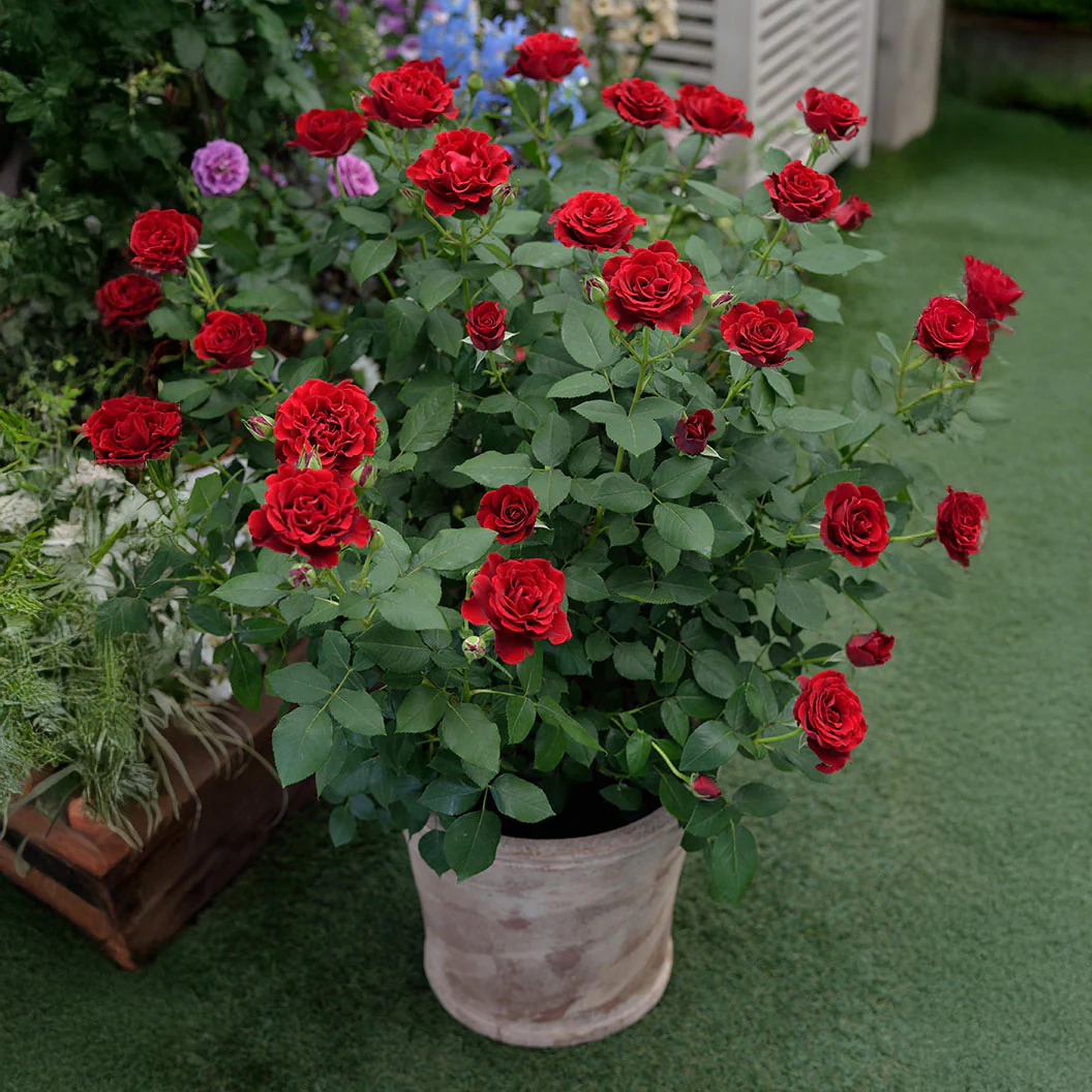 Dancing in the Dark® Rose Shrub - Image 4