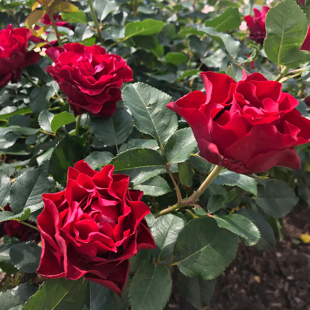 Dancing in the Dark® Rose Shrub - Image 5