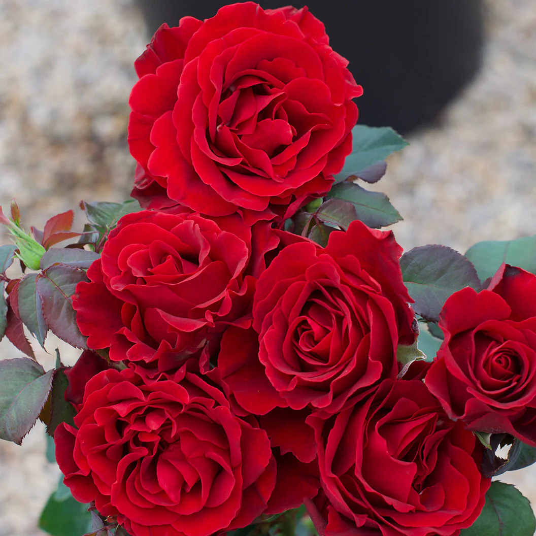 Dancing in the Dark® Rose Shrub - Image 6