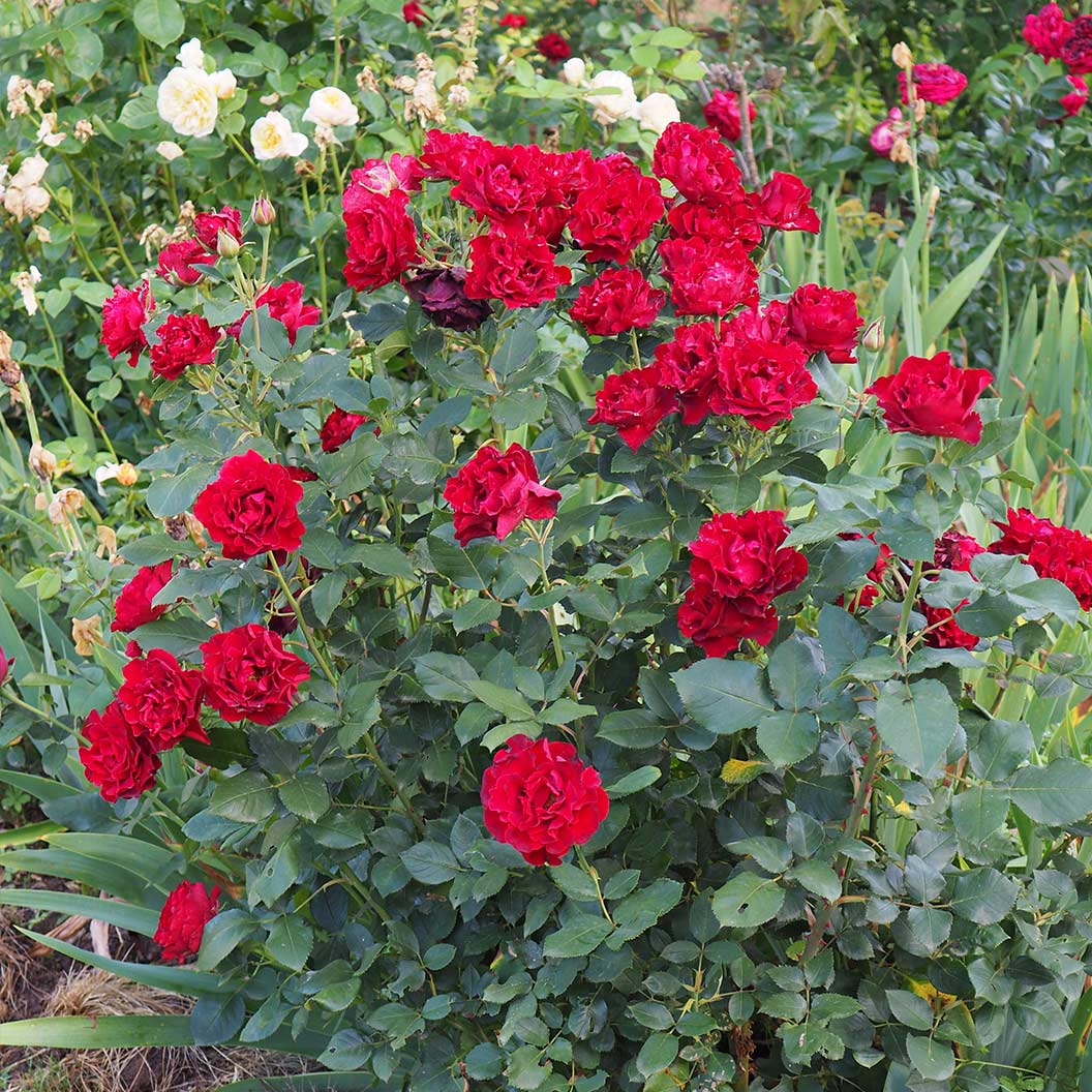 Dancing in the Dark® Rose Shrub - Image 7