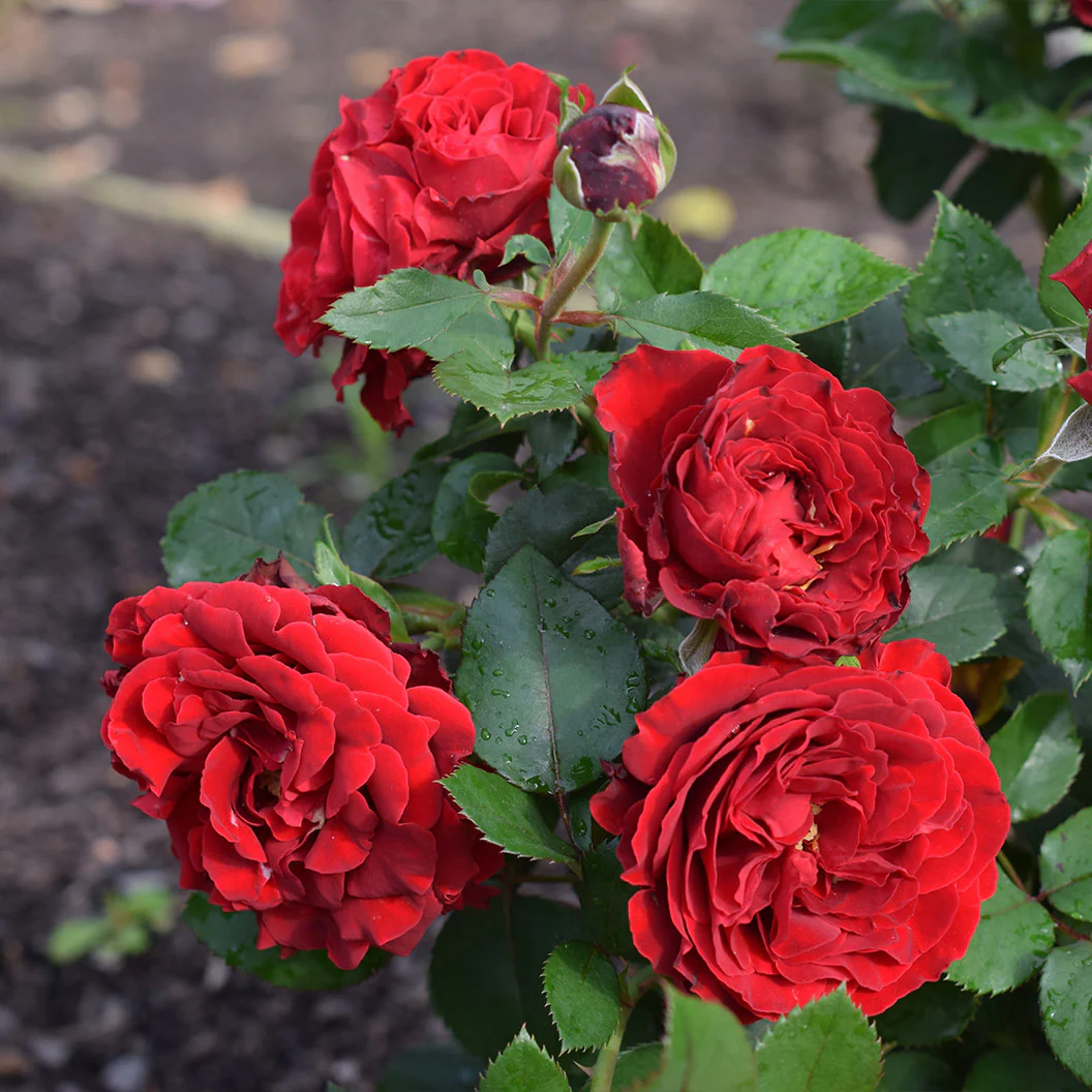 Dancing in the Dark® Rose Shrub - Image 8