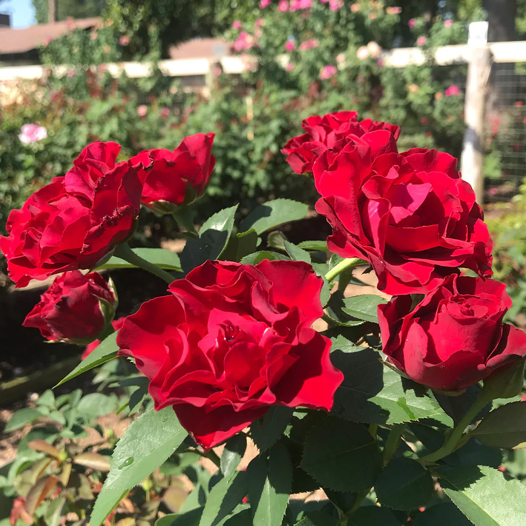 Dancing in the Dark® Rose Shrub - Image 9