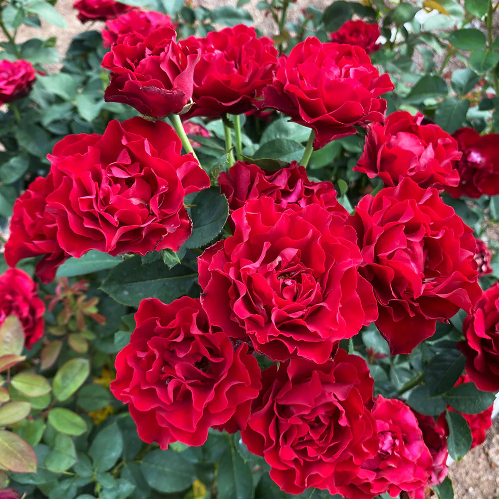 Dancing in the Dark Rose Tree - Image 3