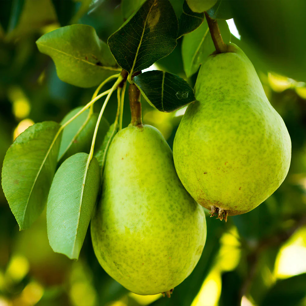 D'Anjou Pear Tree - Image 2