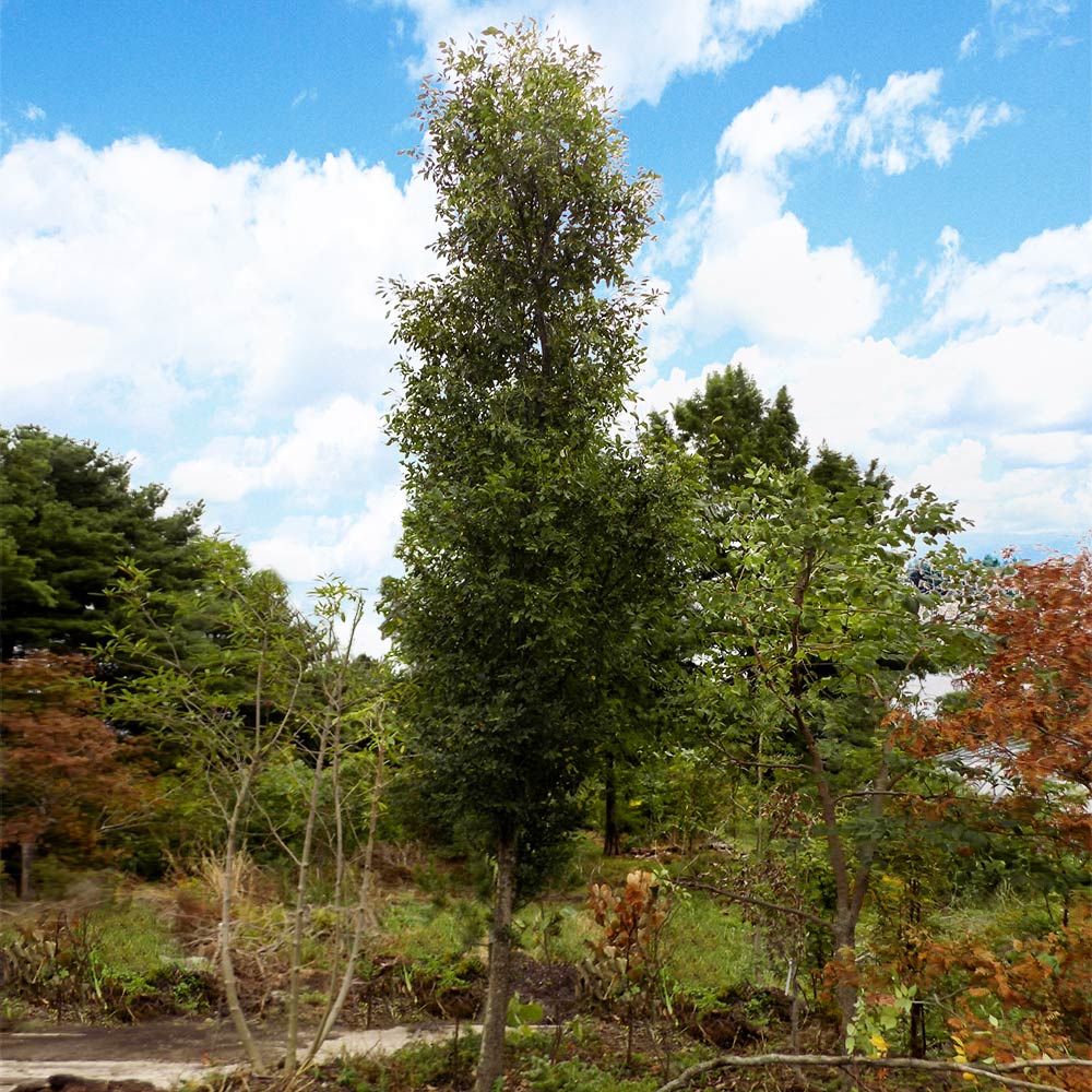 DannaSpire Columnar Elm Tree - Image 4