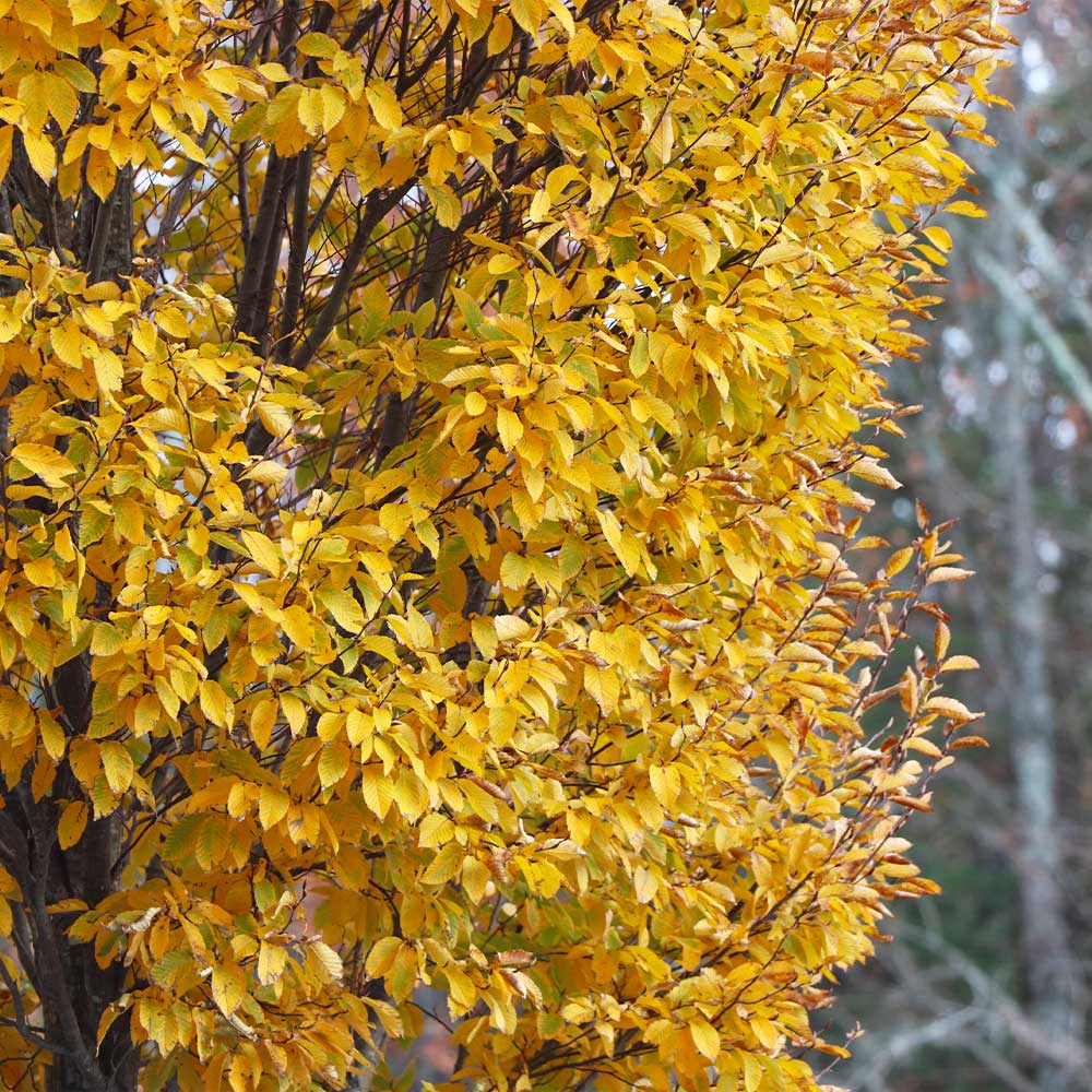 DannaSpire Columnar Elm Tree - Image 5