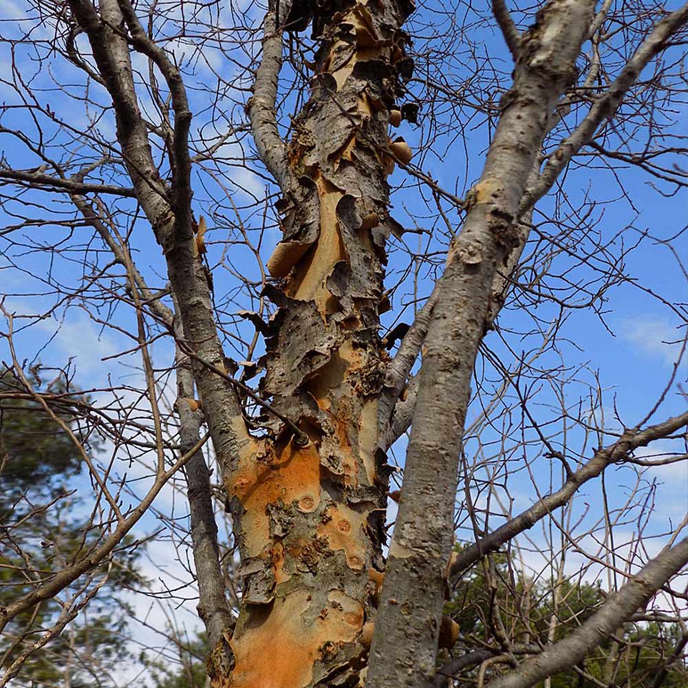 DannaSpire Columnar Elm Tree - Image 6
