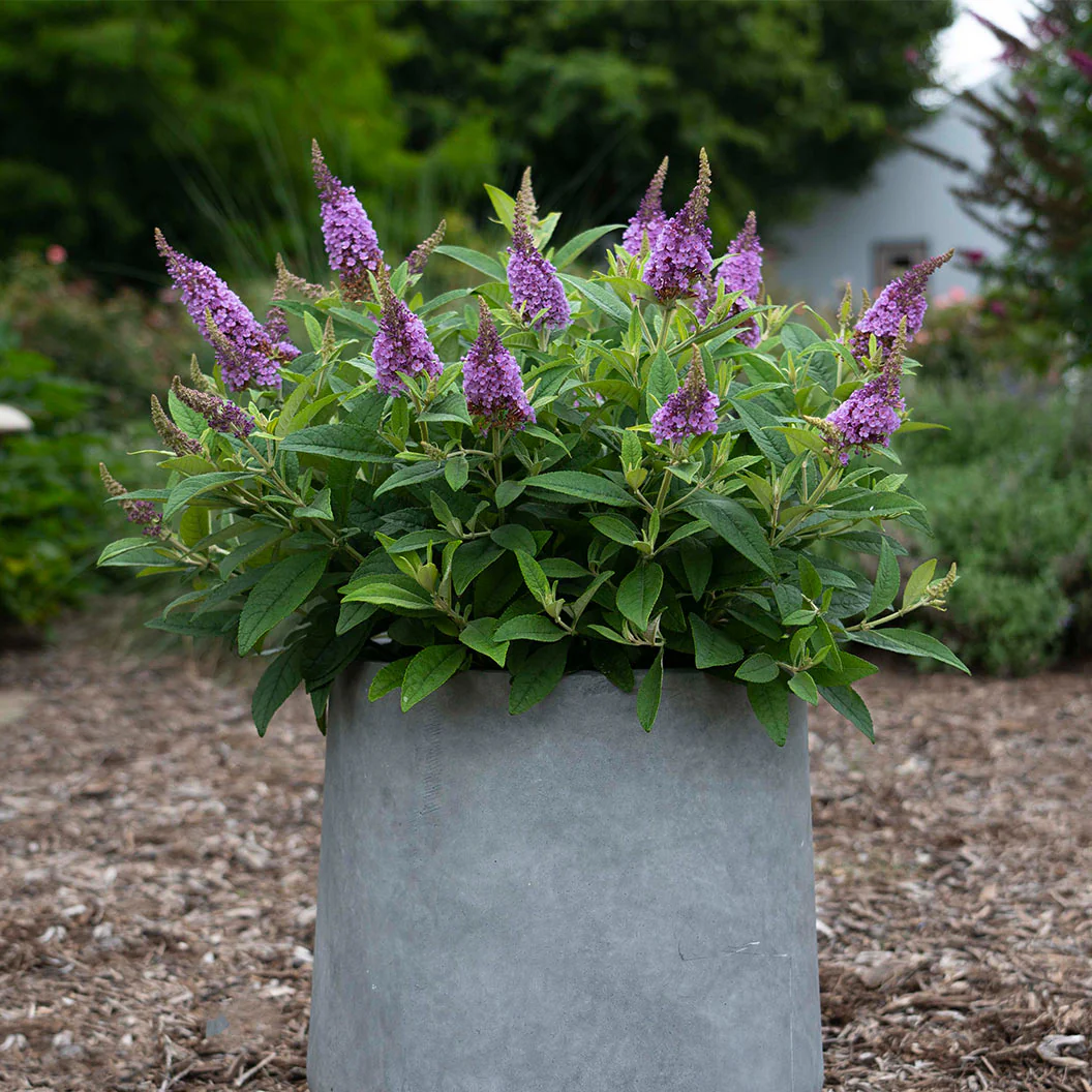 Dapper® Lavender Butterfly Bush - Image 2
