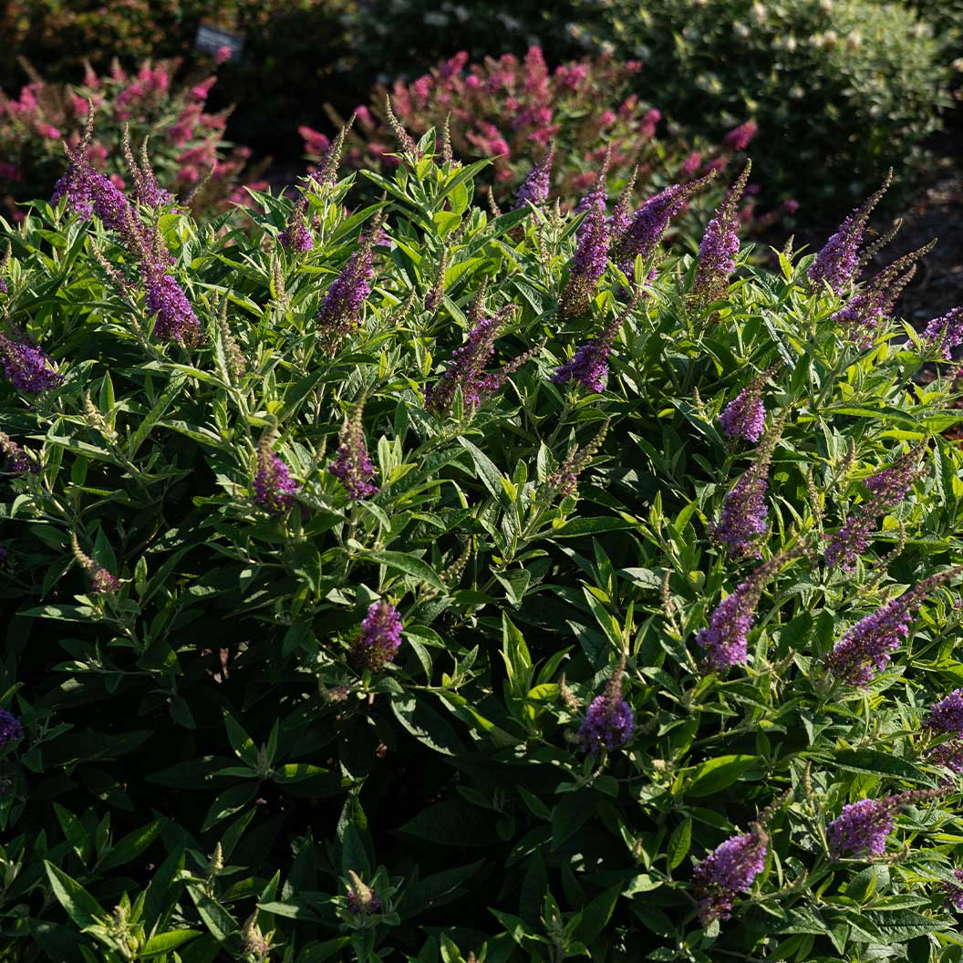 Dapper® Lavender Butterfly Bush - Image 3
