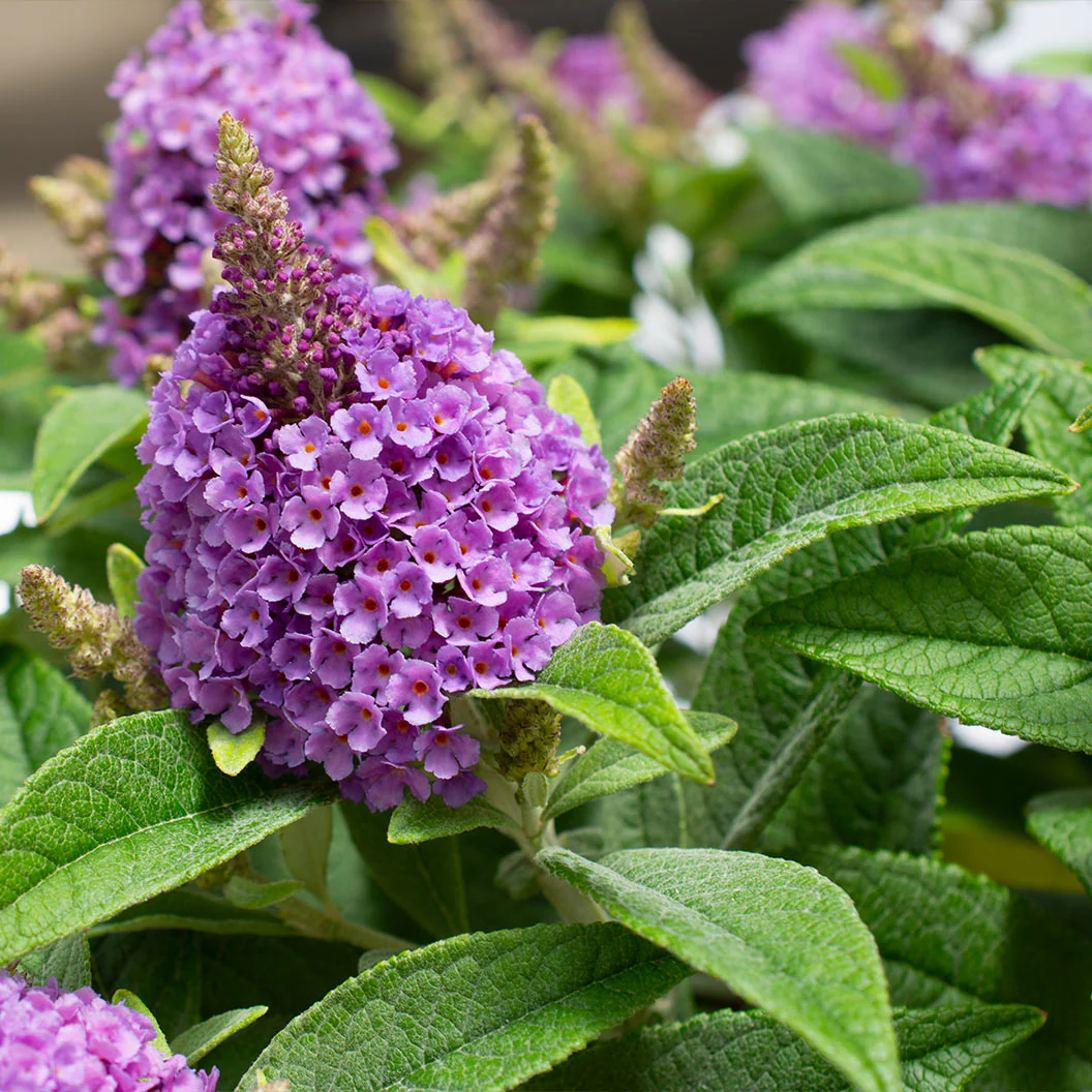 Dapper® Lavender Butterfly Bush - Image 4