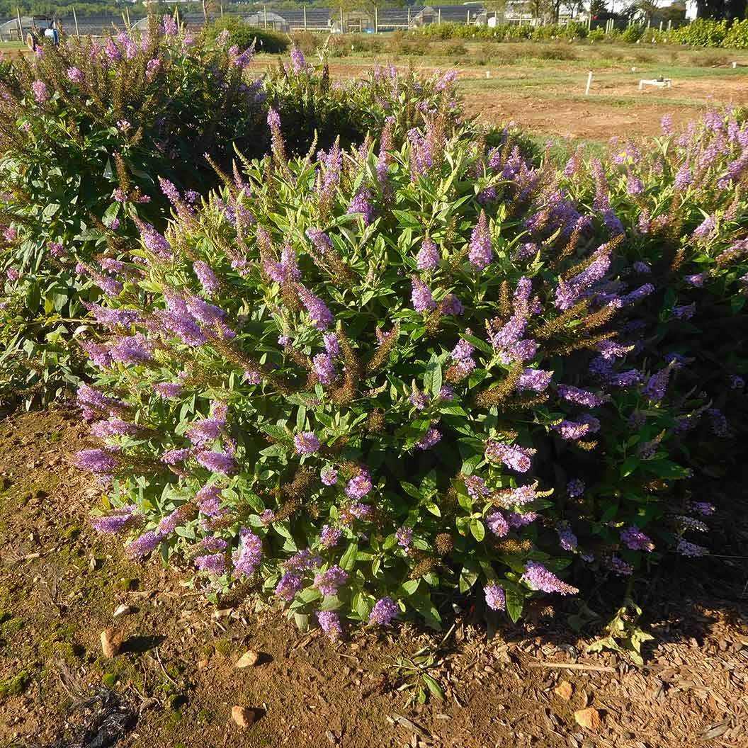 Dapper® Lavender Butterfly Bush - Image 5