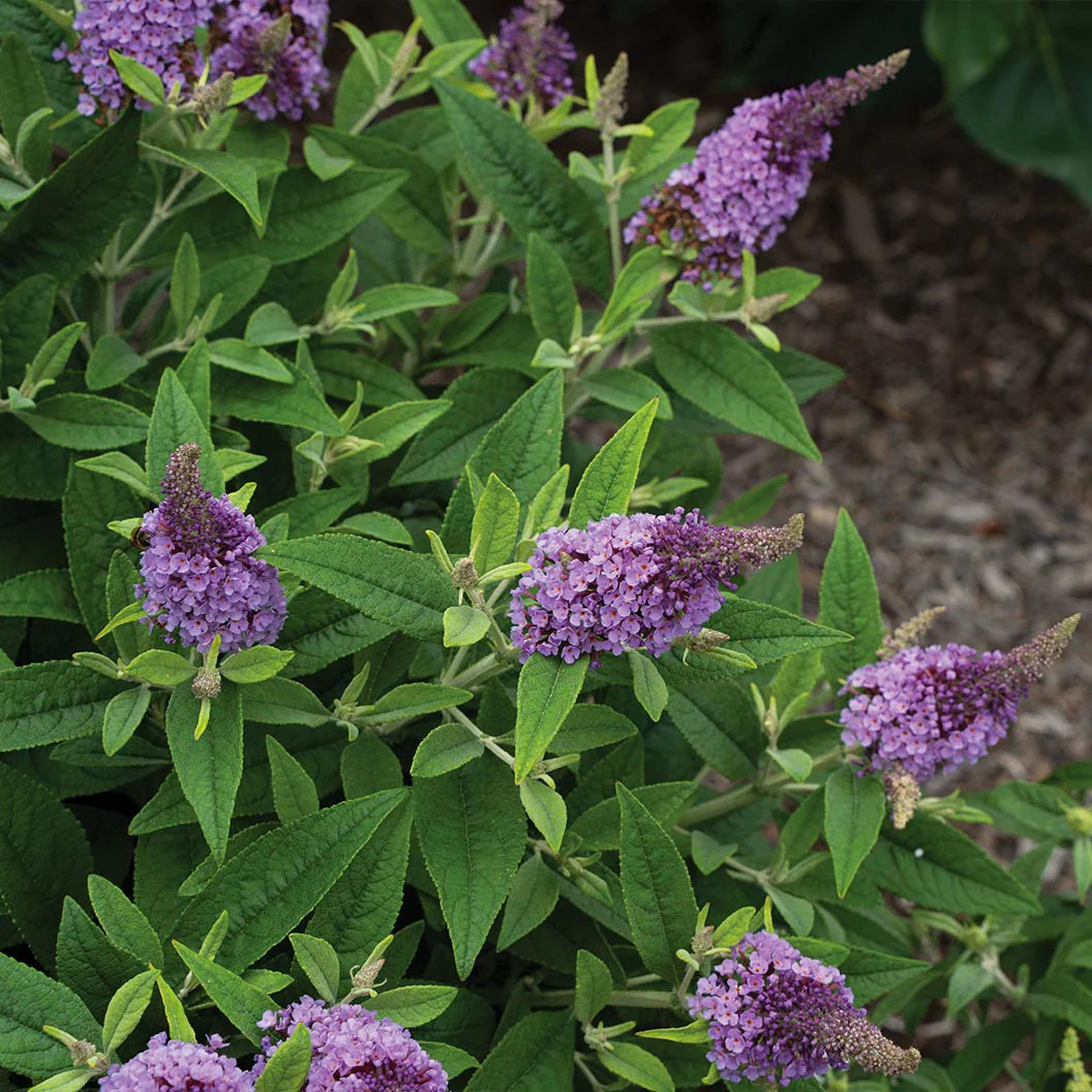 Dapper® Lavender Butterfly Bush - Image 6