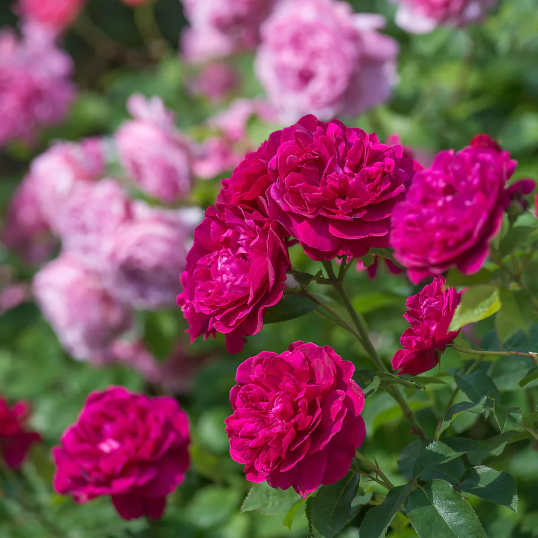 David Austin® Darcey Bussell® English Shrub Rose - Image 2