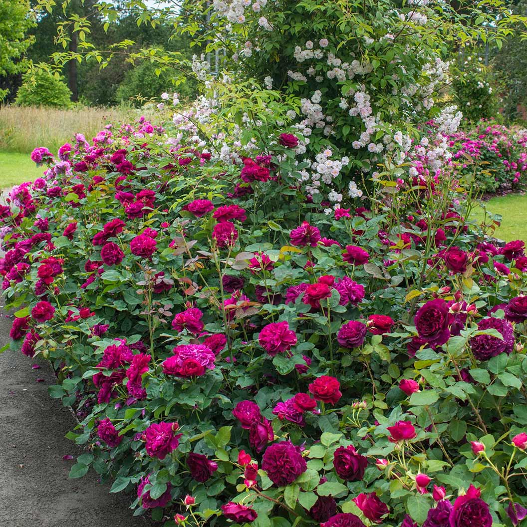 David Austin® Darcey Bussell® English Shrub Rose - Image 3